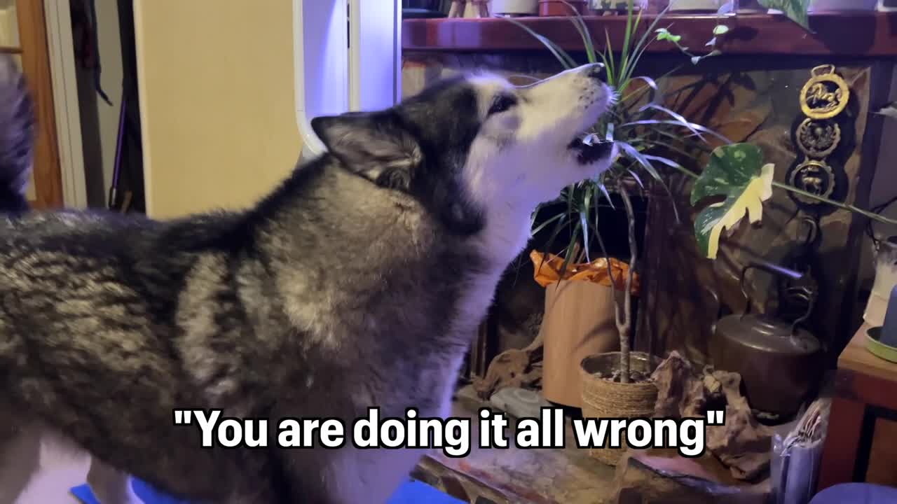 Husky Has HUGE Argument with the