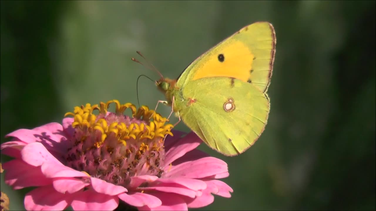 Butterfly 🦋 | Relaxing Nature Whispers