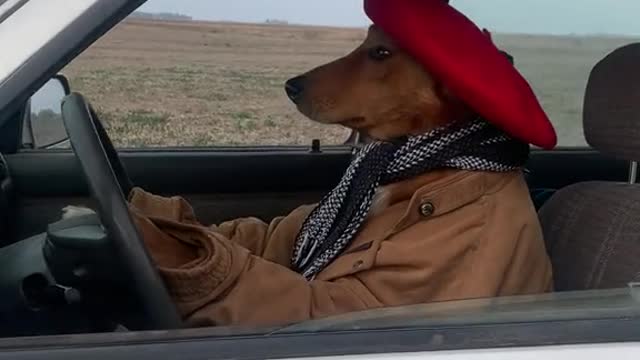 El encargado anduvo recorriendo el campo en camioneta!