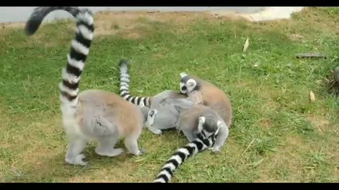 Amazing wildlife Animal | Animal 4k ultra HD Video