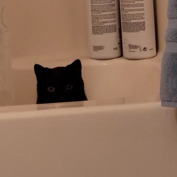 Creepy cat stare