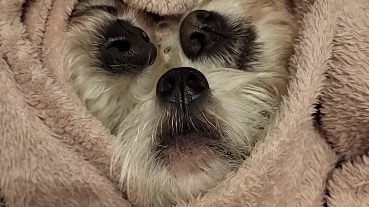 Three Dog Noses Under a Blanket