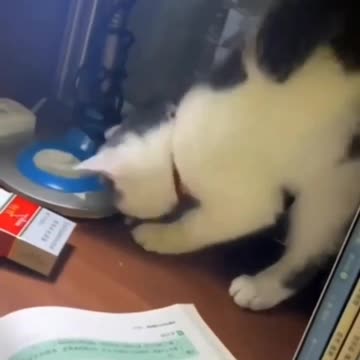 THIS TOO COOL FOR SCHOOL🐱 CAT🚬 I CAN’T EVEN 😝