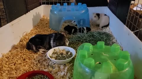 Eleven Minutes of Guinea Pigs