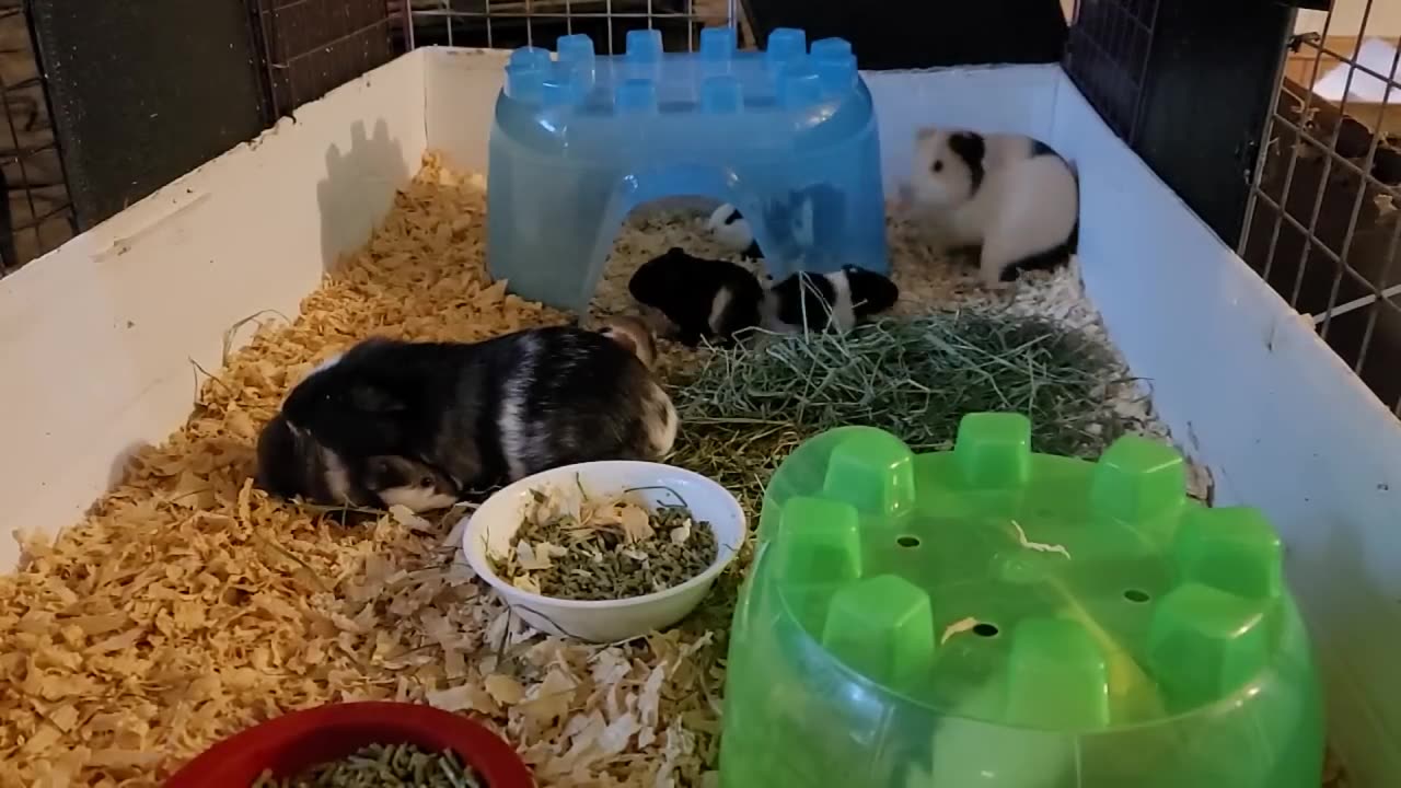 Eleven Minutes of Guinea Pigs