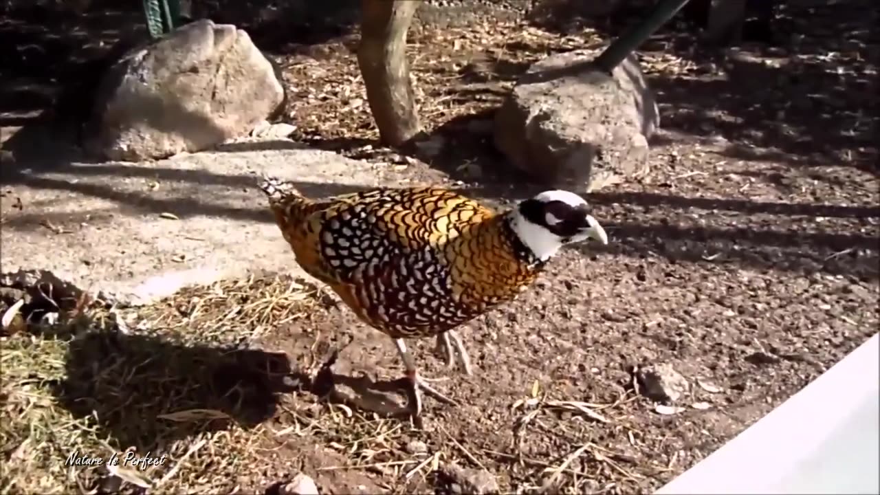 The Golden Pheasant's Resplendent Beauty | Exotic Birds