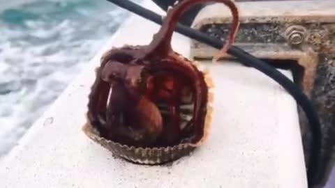 Unexpectedly ~ Japanese netizens thought they caught scallops, however