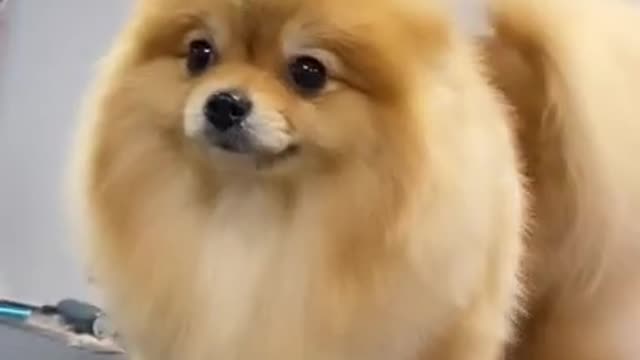 ❤️❤️ Dog Lovers ❤️❤️. Dog videos || #shorts #puppy