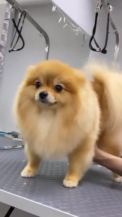 ❤️❤️ Dog Lovers ❤️❤️. Dog videos || #shorts #puppy