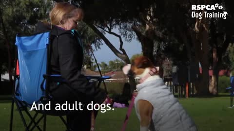 Dog Train Video