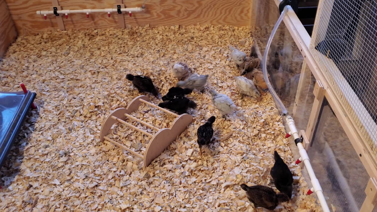 New day, taller brooder