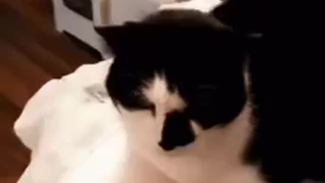 Cute Cat Gif