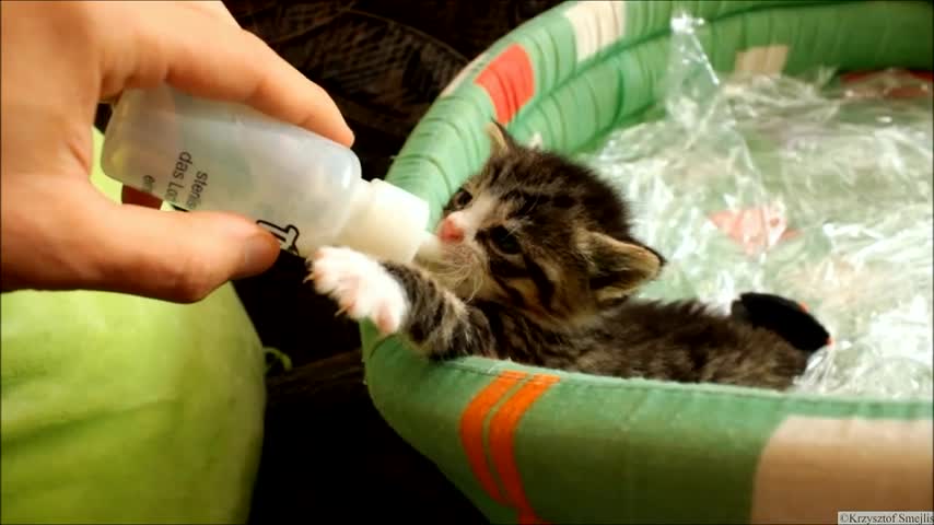 Hungry Kitten Compilation (Bottle Feed)