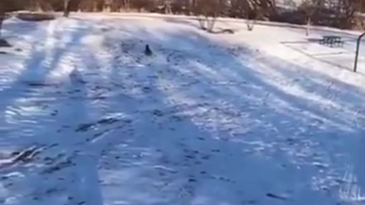 Dog Skating on his Own #shorts #viral #shortsvideo #video