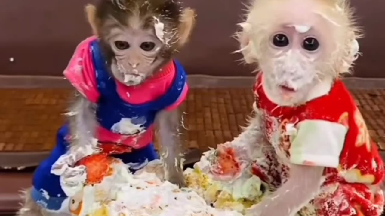 Monkey eating cake (25)