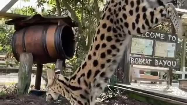 See the Serval Cat's Incredible Jumping Ability