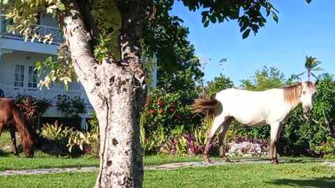 Horses in DR