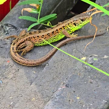 Beautiful sand lizard in close-up / beautiful reptile in nature.