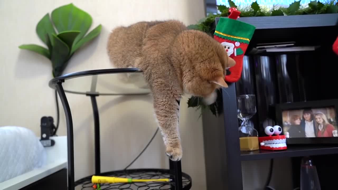 Hosico - view from below