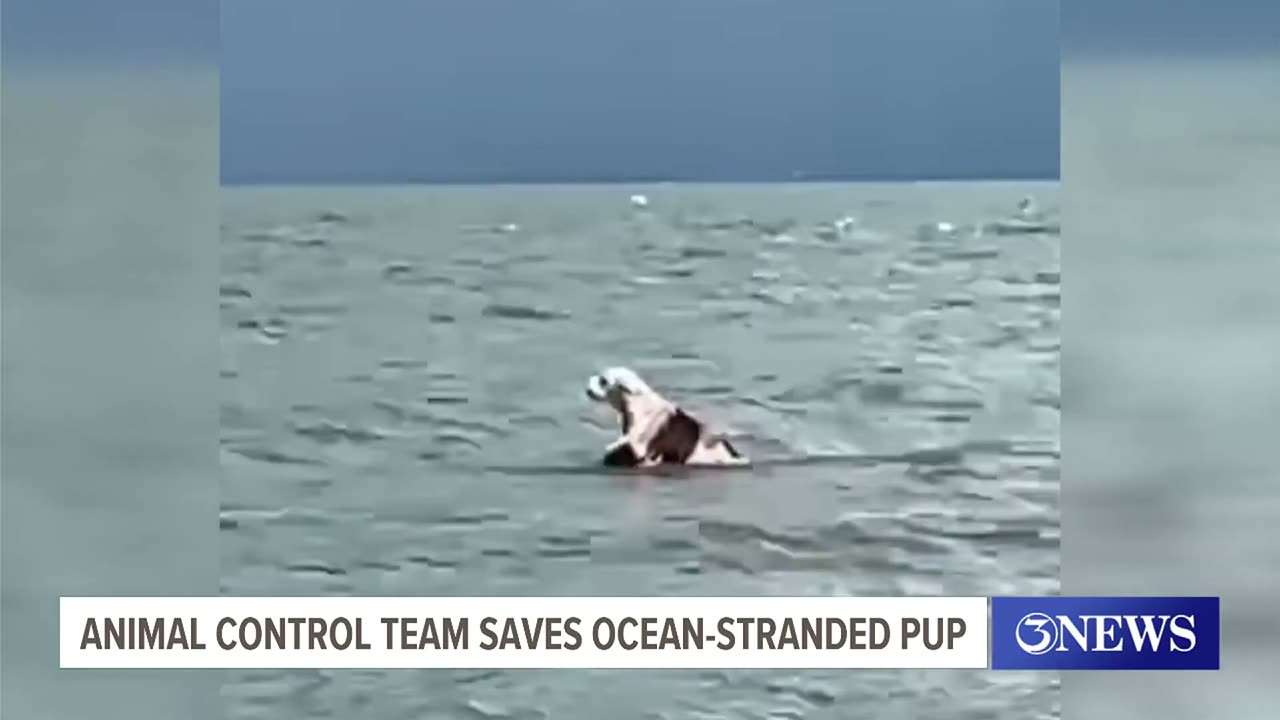 Animal Control officers rescue ocean-stranded pup