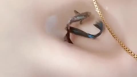 a fish Girl