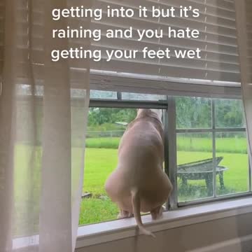 your business is my business whats going on #dog #shorts #viral #tiktok#youtube #funny #donate