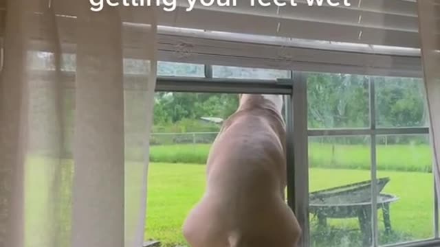 your business is my business whats going on #dog #shorts #viral #tiktok#youtube #funny #donate