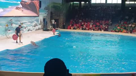 Dolphins Show