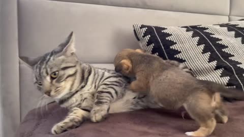 Funny cat reaction to puppies 🤣😂