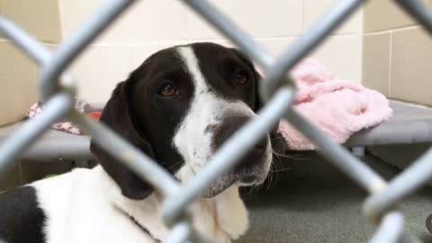 Young dog behind pound fence looking sad