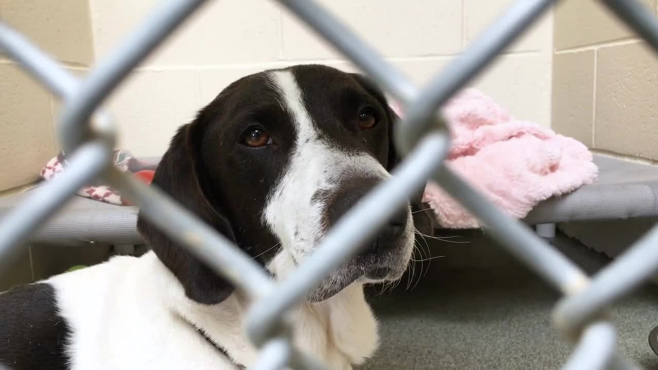 Young dog behind pound fence looking sad