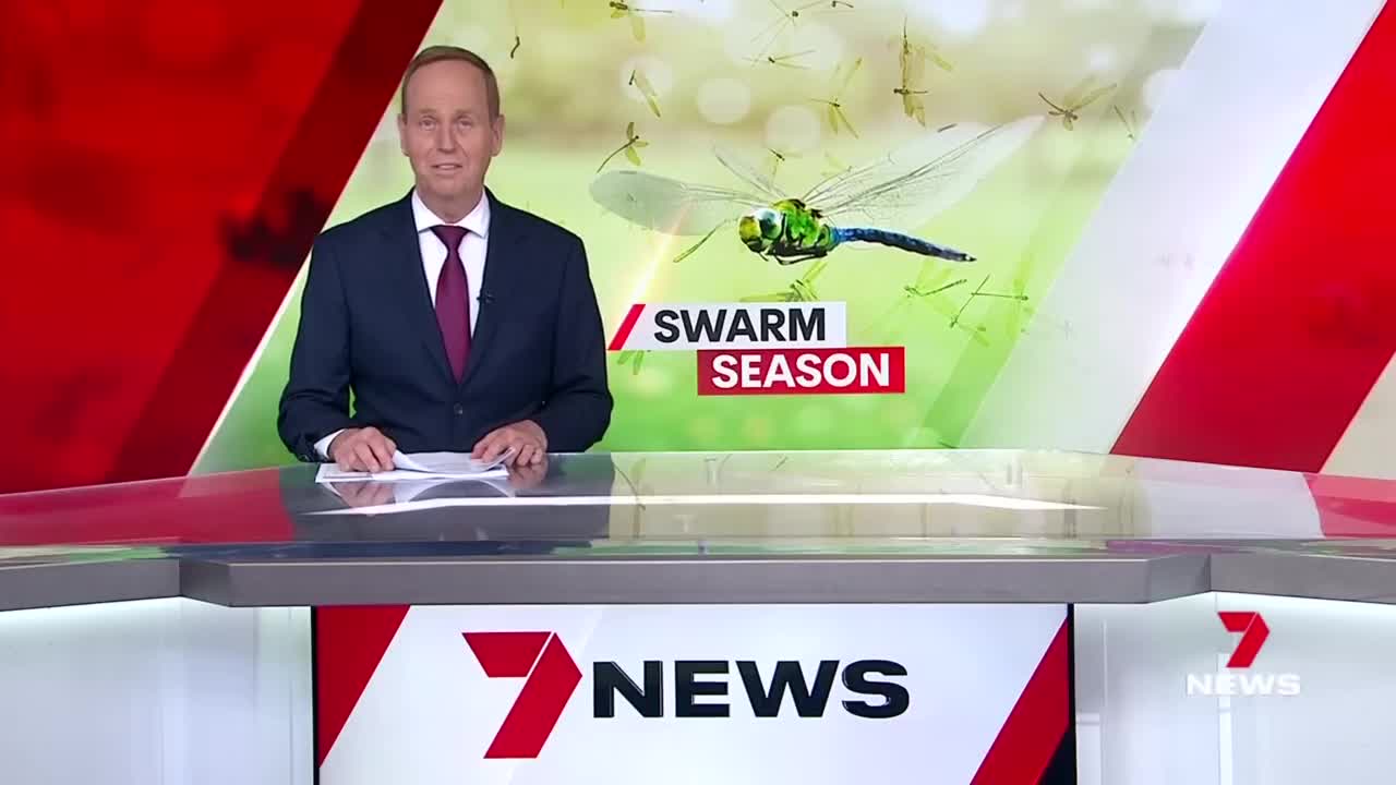 Swarms of dragonflies taking over South Australian skies | 7NEWS