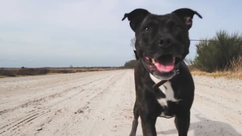 Stubborn Dog Refuses To Obey And Comply With Owner’s Commands