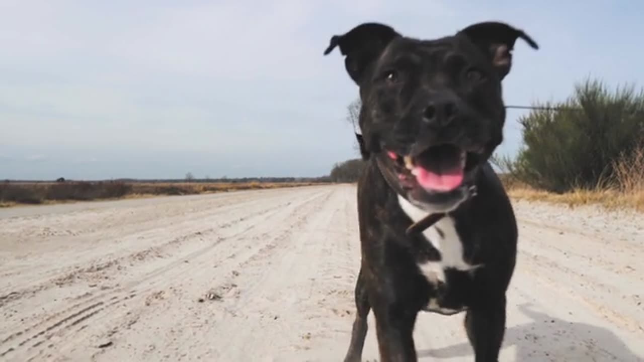 Stubborn Dog Refuses To Obey And Comply With Owner’s Commands