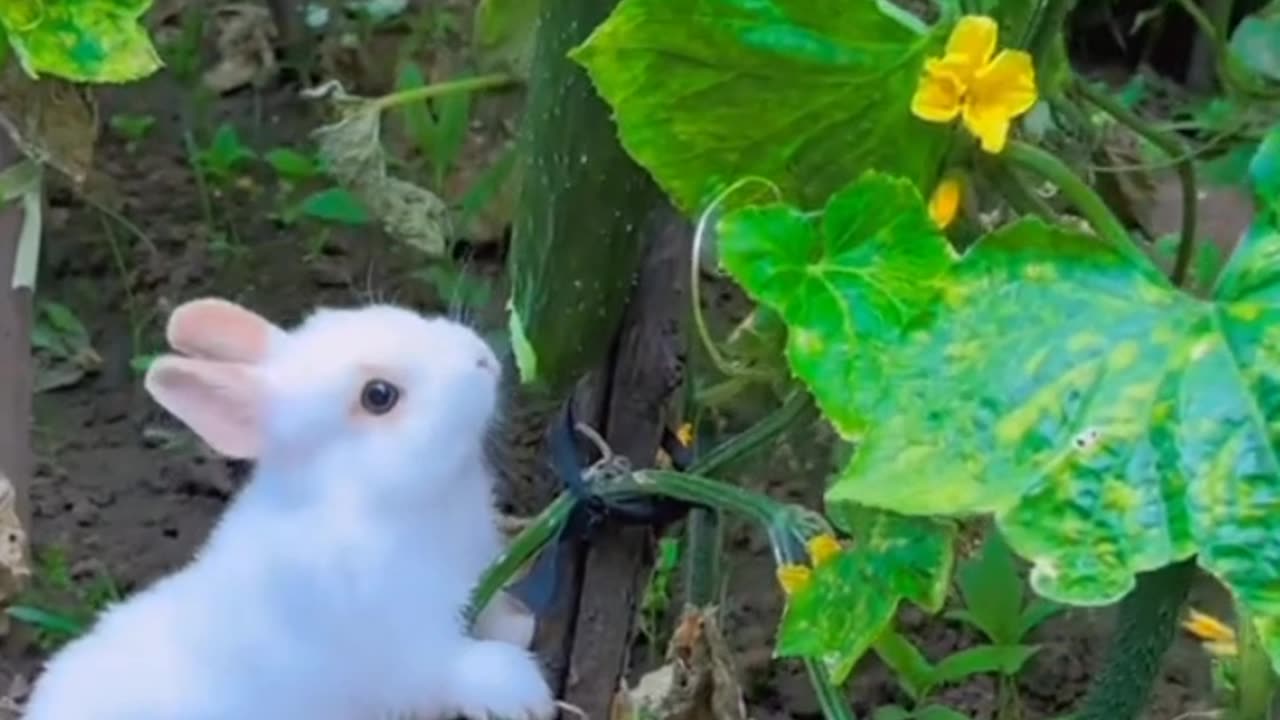 Cute rabbit