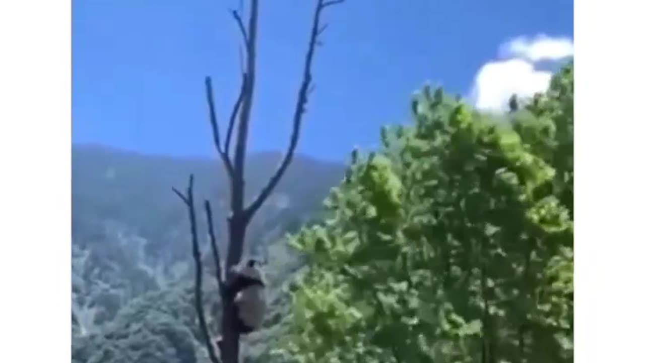 Save the Pandas: Hilarious but Risky Panda Antics You Won't Believe