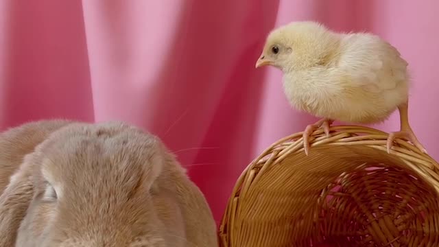 A new video of rabbits and chicks.