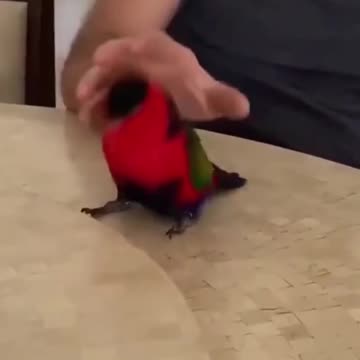 Cute bird Dance
