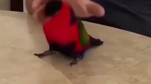 Cute bird Dance