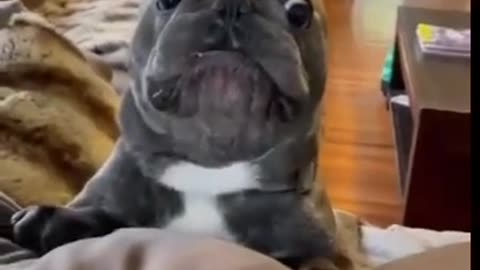 Funny dog, fun moment