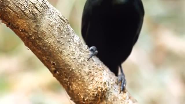 Disk tail tree magpie