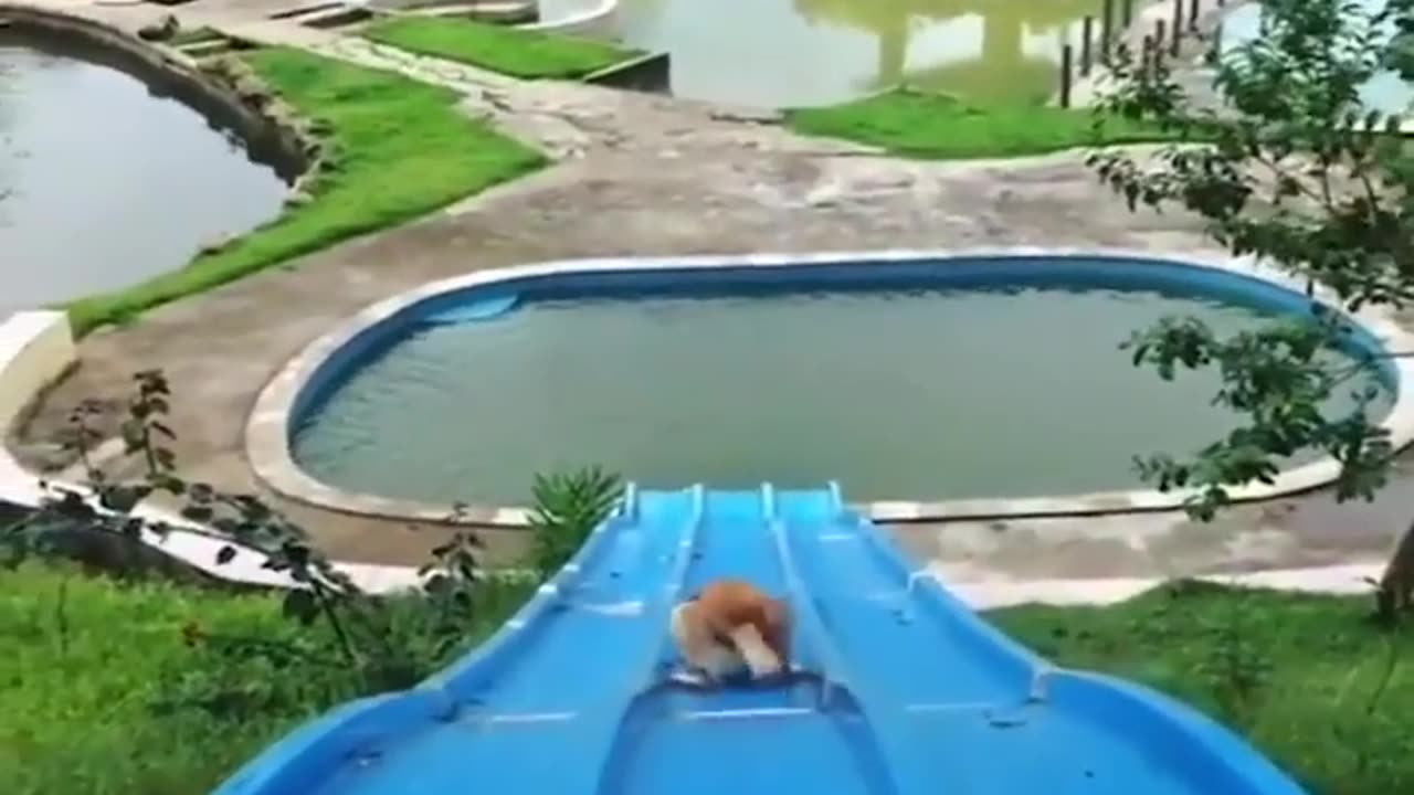 Funniest Animals Cutest video Ever Best Funny Animal Videos cute pets