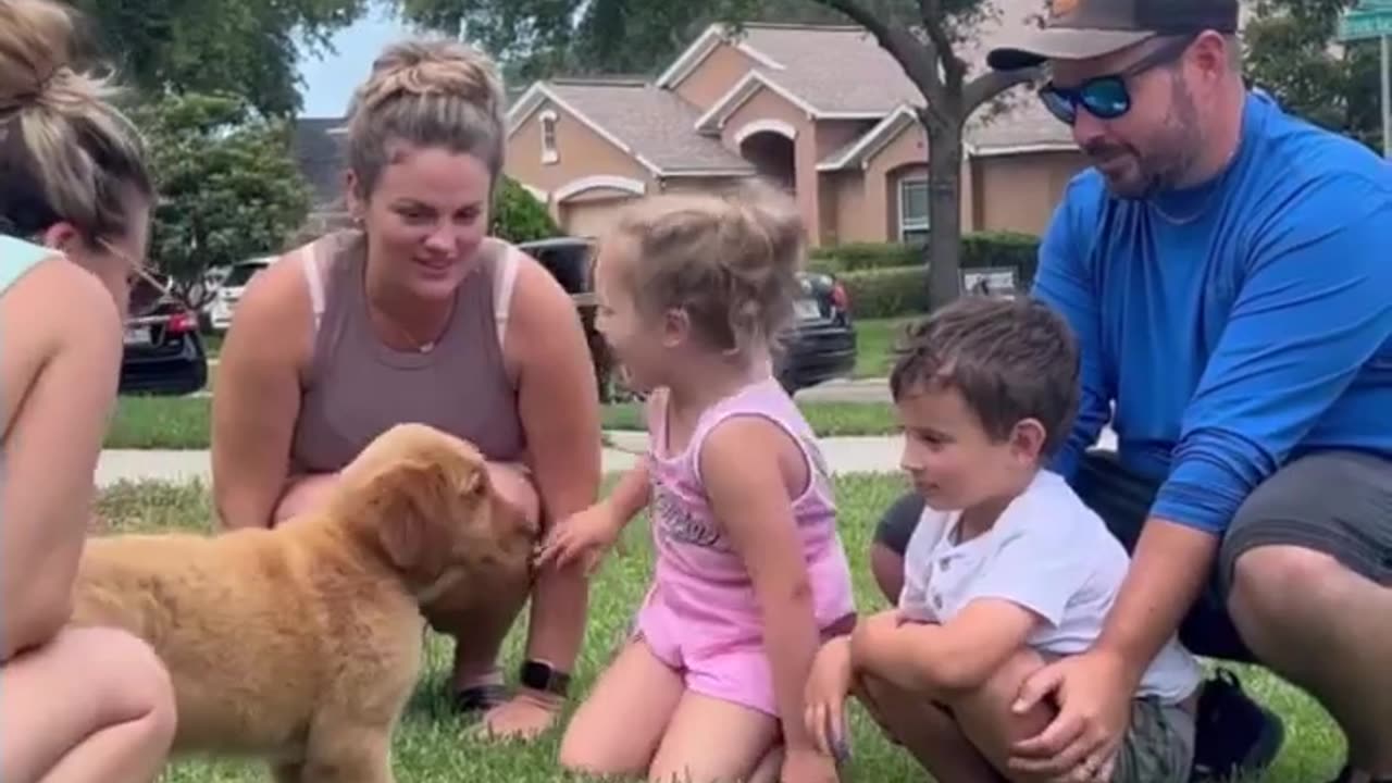 Golden Retriever Puppies