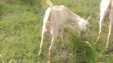 Golden colour goat while eating