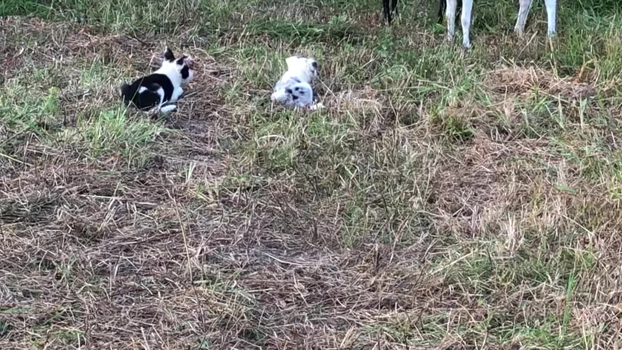 Border Collie Puppies Display Early Herding Instincts