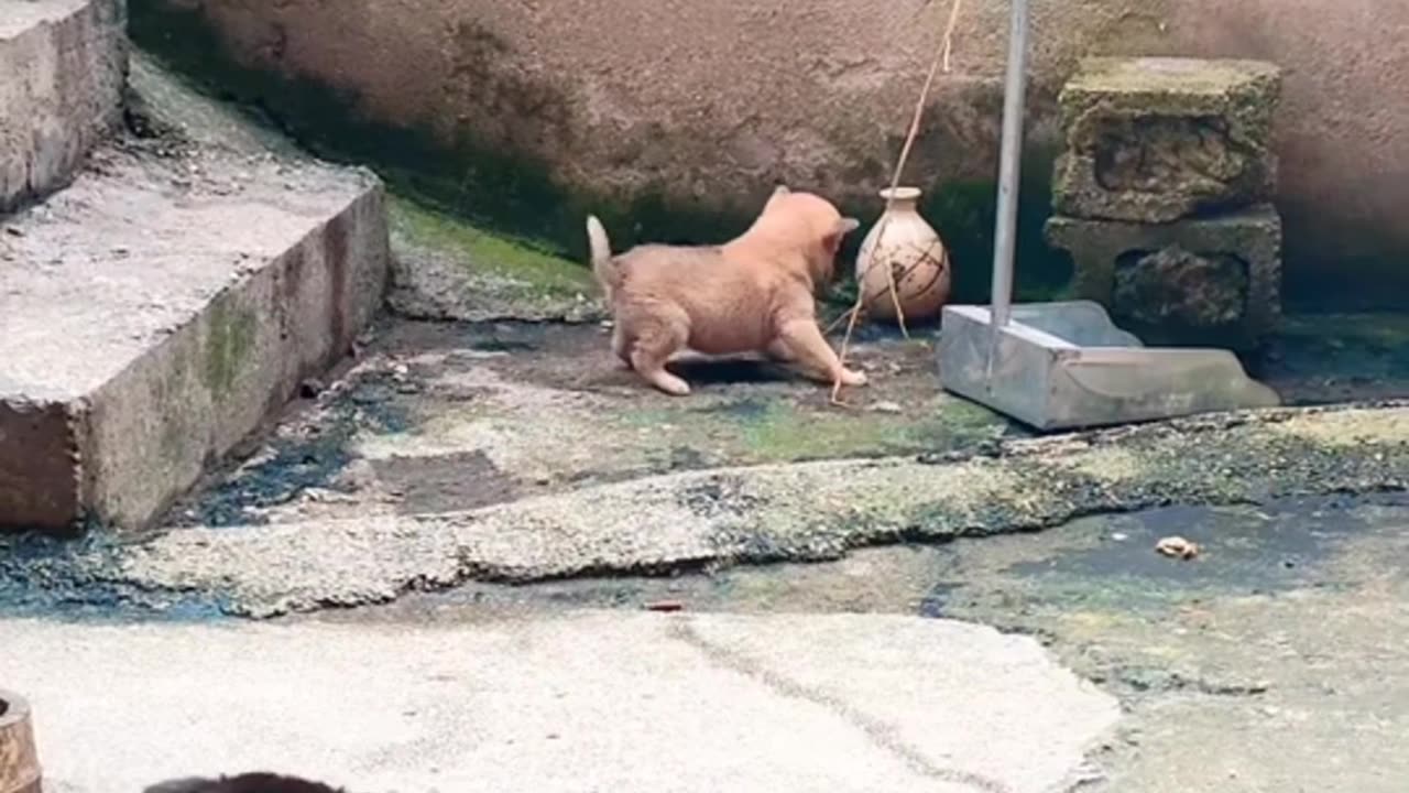 animals funny moment😯😯#shorts
