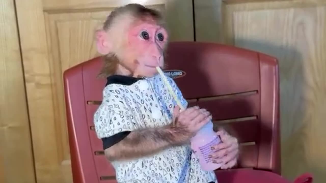 Adorable Monkey Cleaning the Floor: A Must-See Moment!