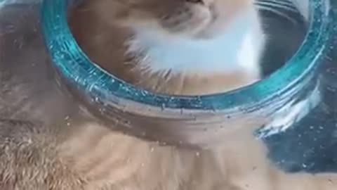 Cute Cat Gif