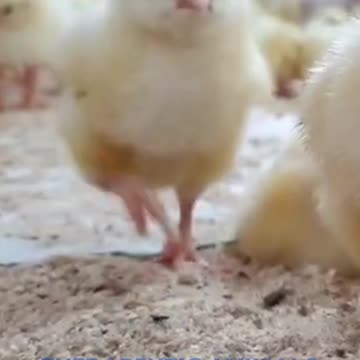 I'm Just a Baby! #chick #shorts #short #baby #animal #funny