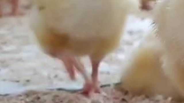 I'm Just a Baby! #chick #shorts #short #baby #animal #funny